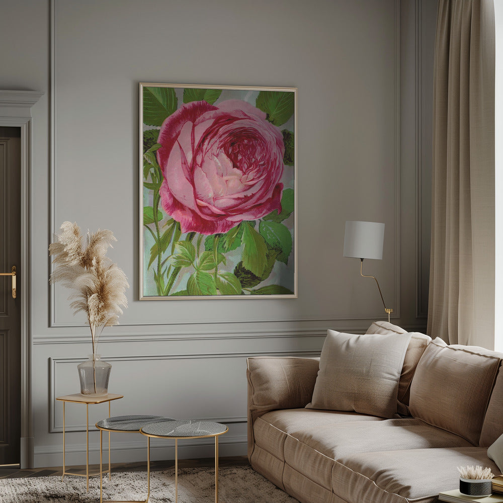 Pink Rose, Mrs John Laing Lithograph-canvas-DECOROLALA