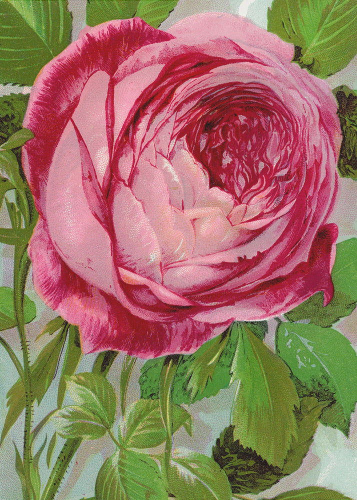 Pink Rose, Mrs John Laing Lithograph-canvas-DECOROLALA