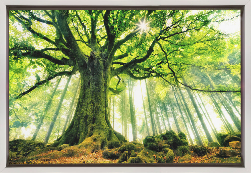 Ponthus' Beech by Christophe Kiciak-canvas-DECOROLALA