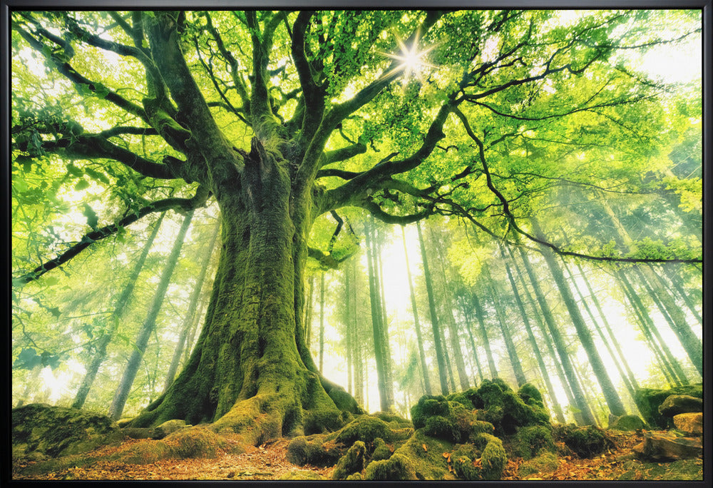 Ponthus' Beech by Christophe Kiciak-canvas-DECOROLALA