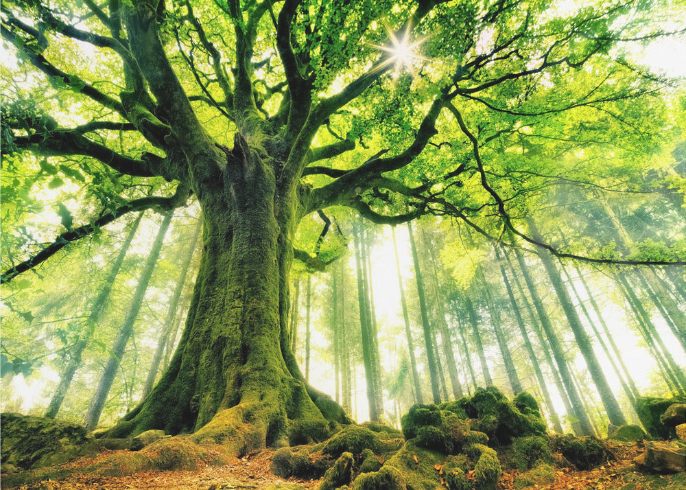 Ponthus' Beech by Christophe Kiciak-canvas-DECOROLALA
