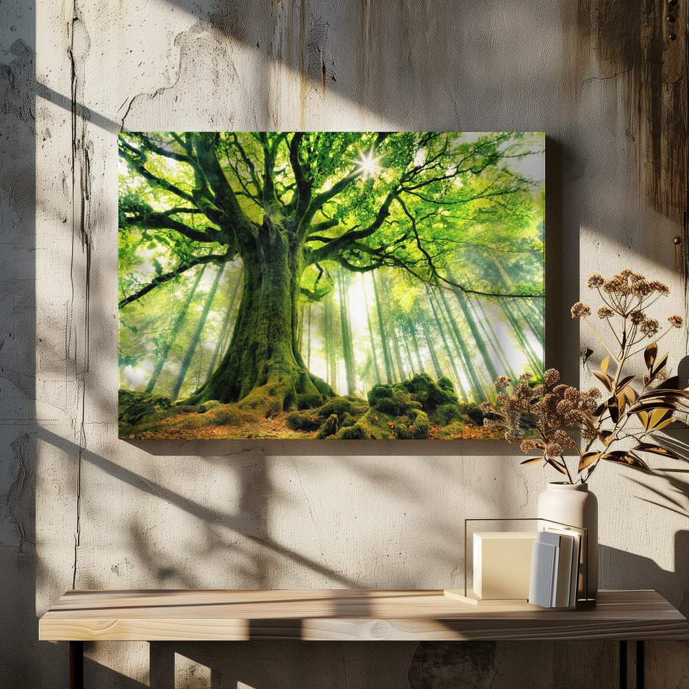 Ponthus' Beech by Christophe Kiciak-canvas-DECOROLALA