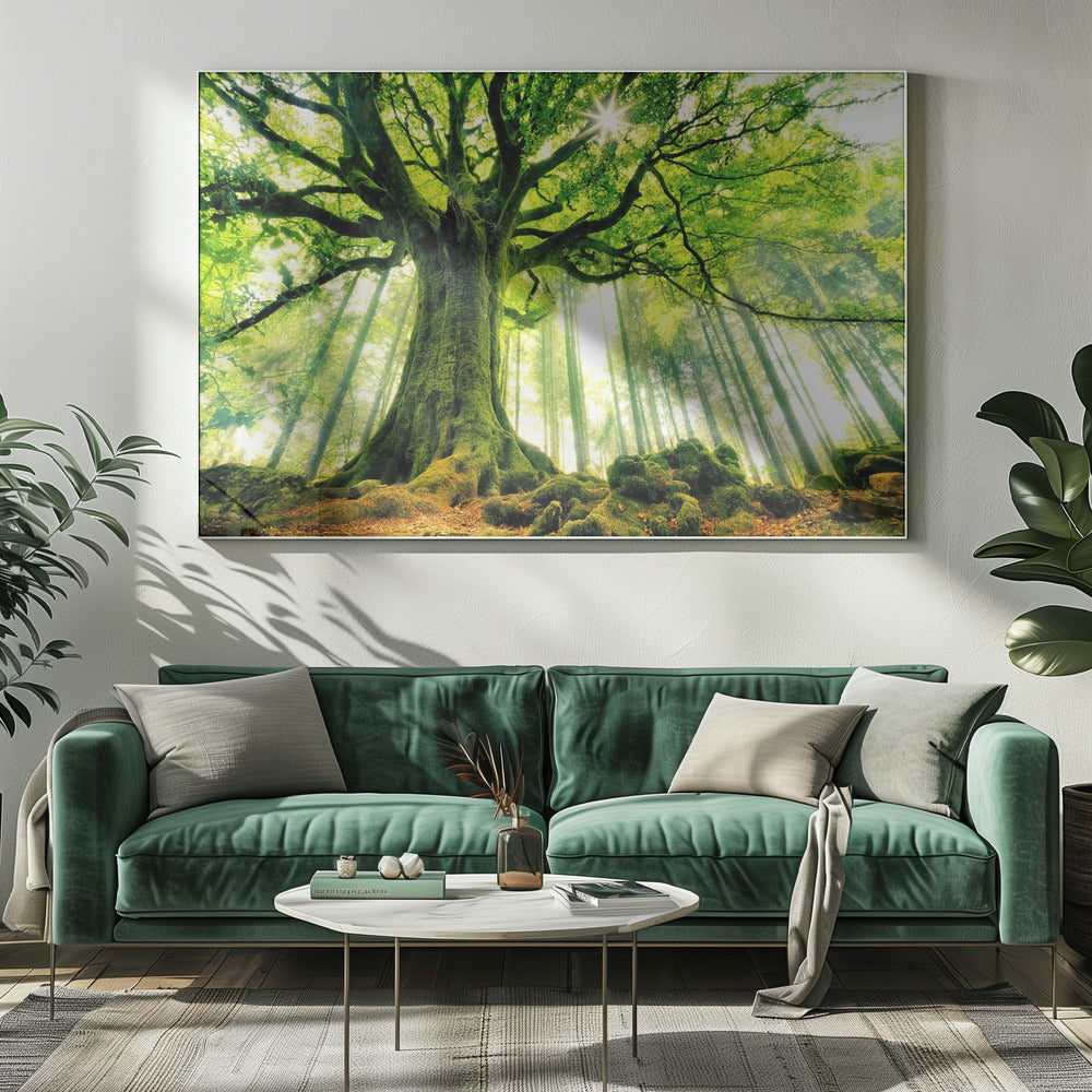 Ponthus' Beech by Christophe Kiciak-canvas-DECOROLALA
