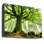 Ponthus' Beech by Christophe Kiciak-canvas-DECOROLALA
