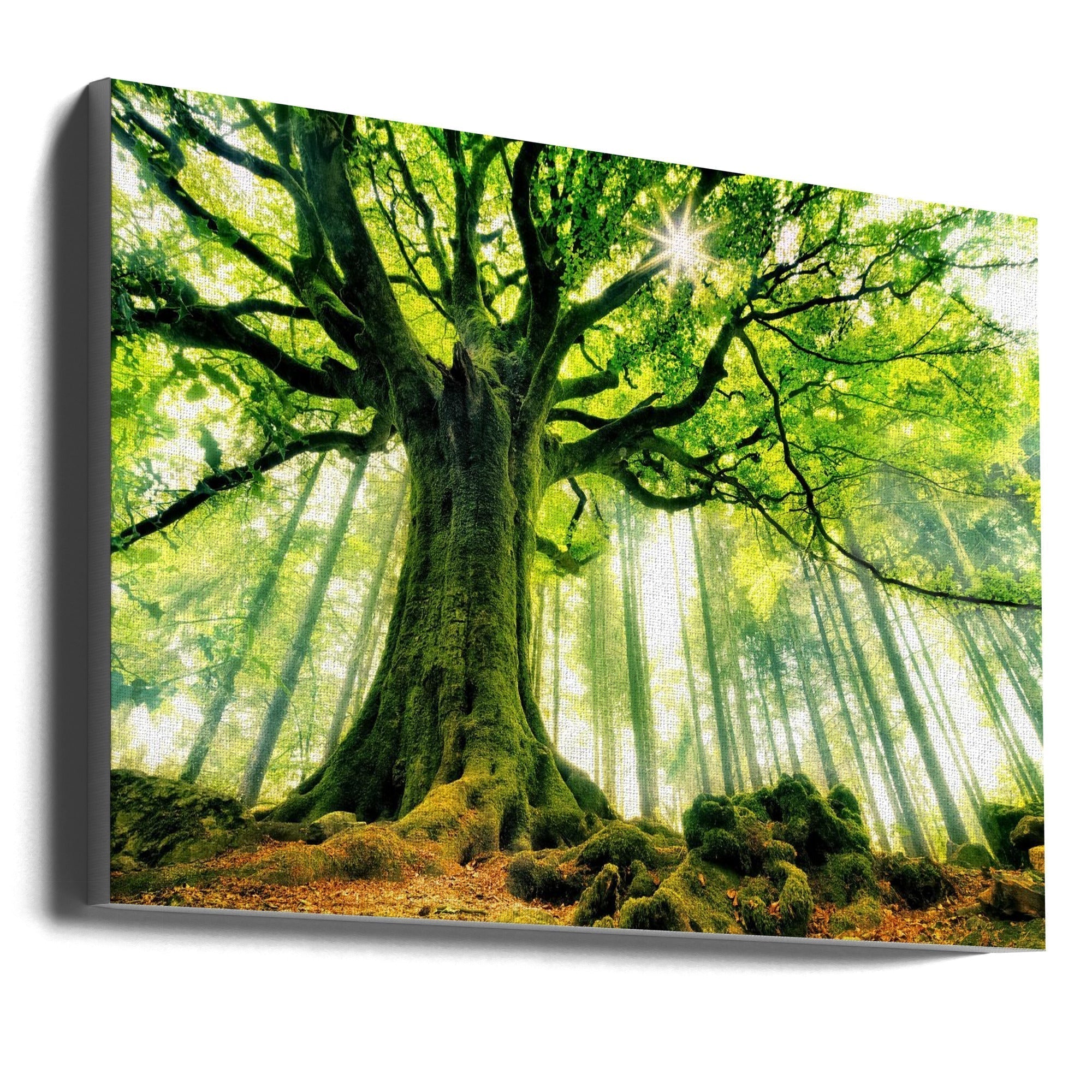 Ponthus' Beech by Christophe Kiciak-canvas-DECOROLALA