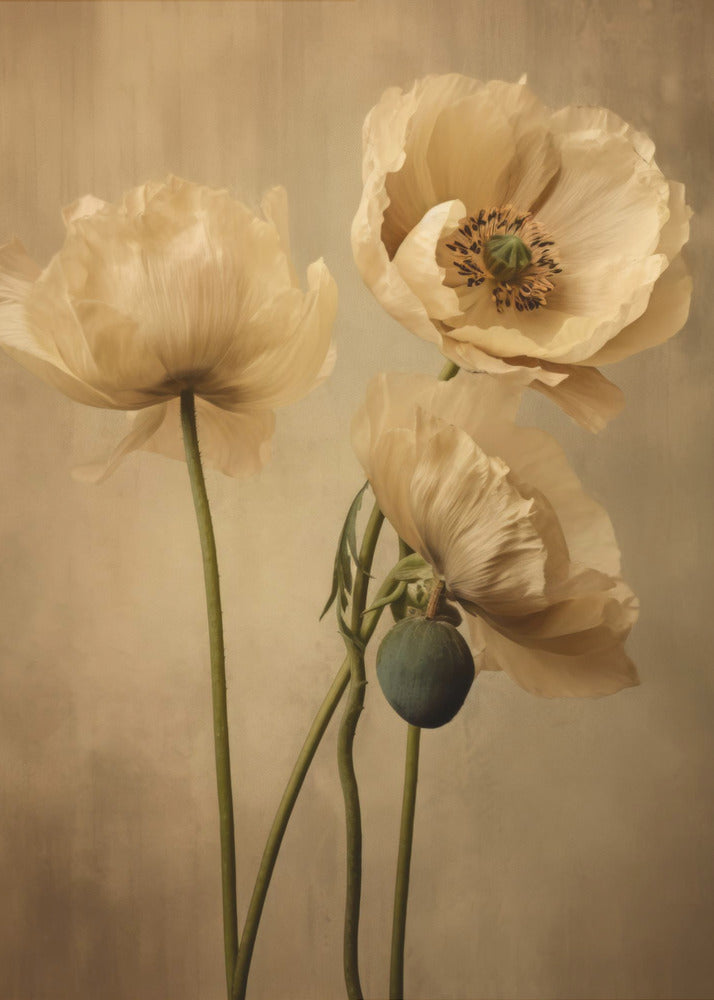 Poppies 24 Wall Art by Bilge Paksoylu-canvas-DECOROLALA