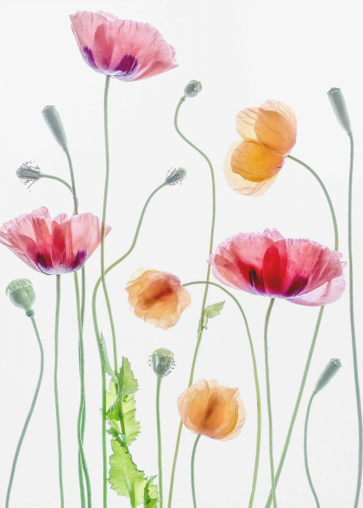 Poppies by Mandy Disher Wall Art-canvas-DECOROLALA