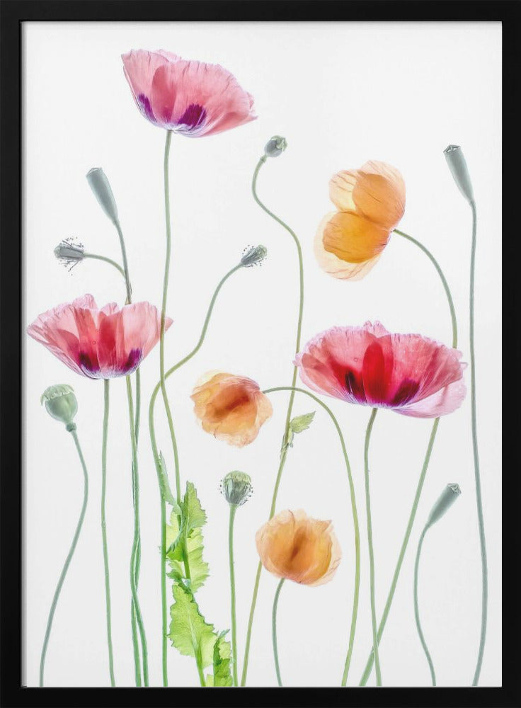 Poppies by Mandy Disher Wall Art-canvas-DECOROLALA