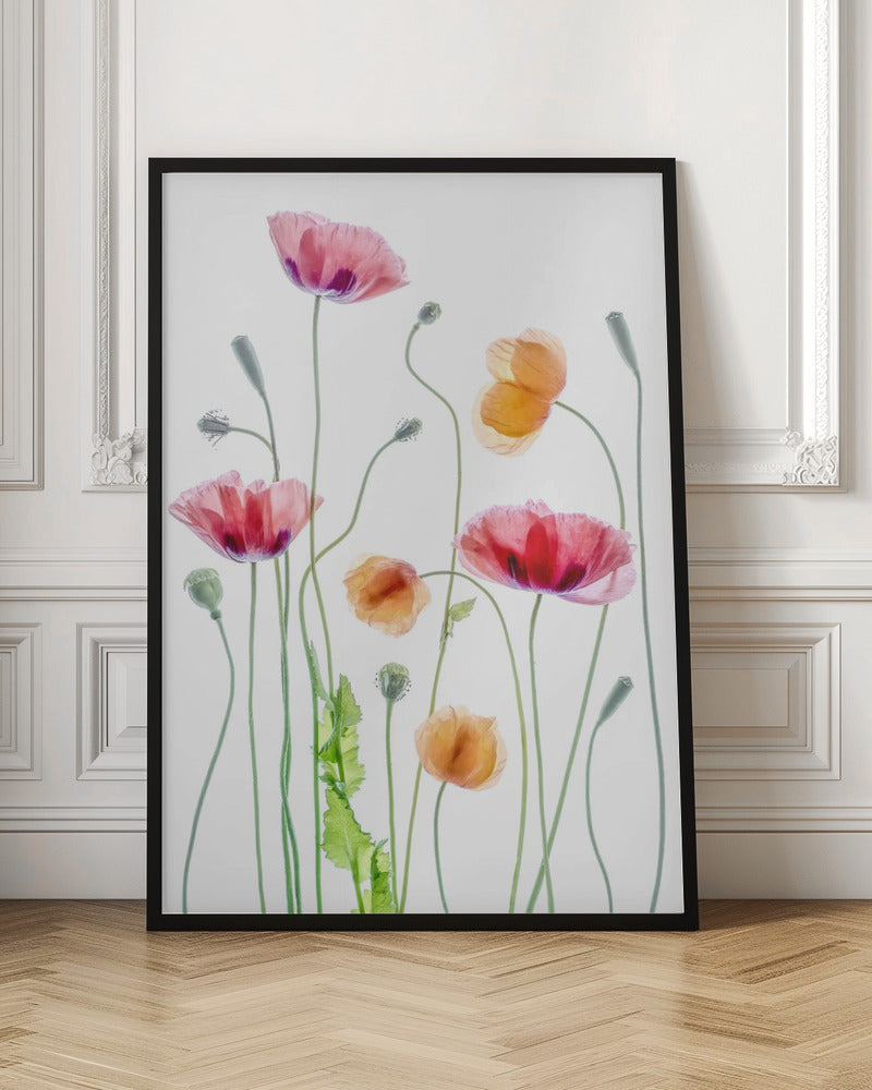 Poppies by Mandy Disher Wall Art-canvas-DECOROLALA