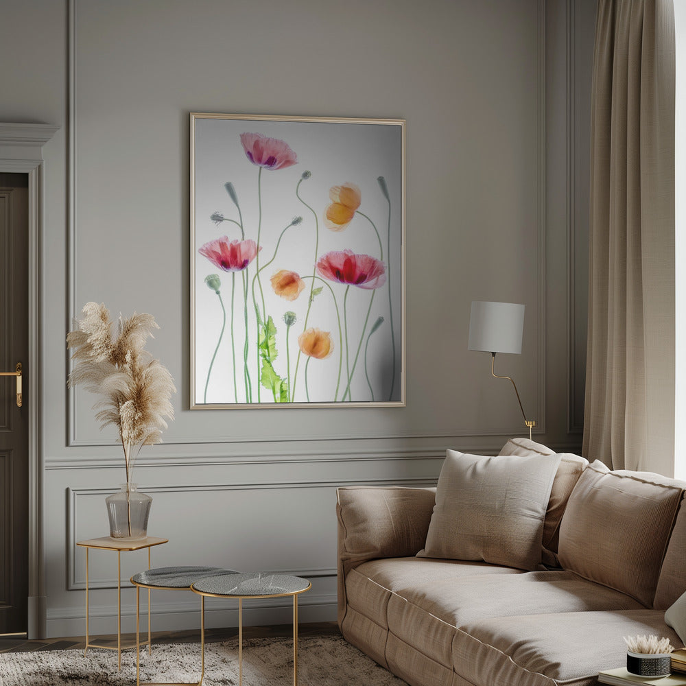 Poppies by Mandy Disher Wall Art-canvas-DECOROLALA