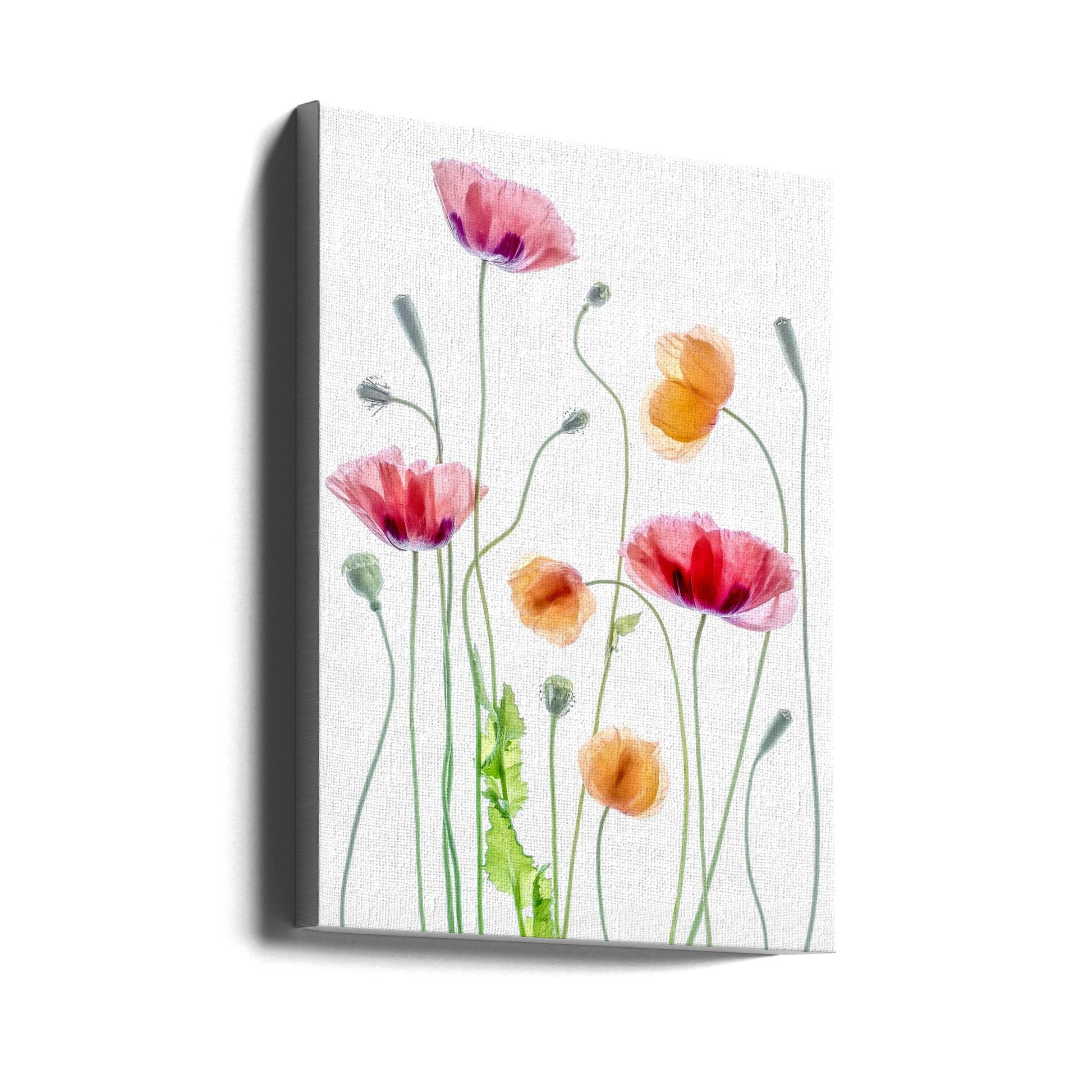 Poppies by Mandy Disher Wall Art-canvas-DECOROLALA