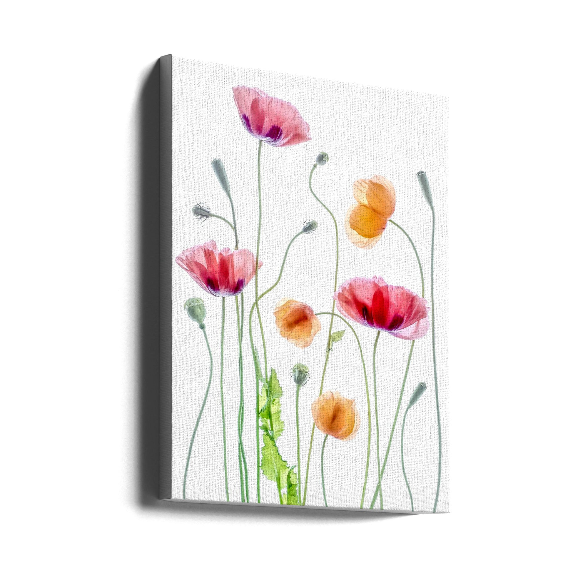 Poppies by Mandy Disher Wall Art-canvas-DECOROLALA
