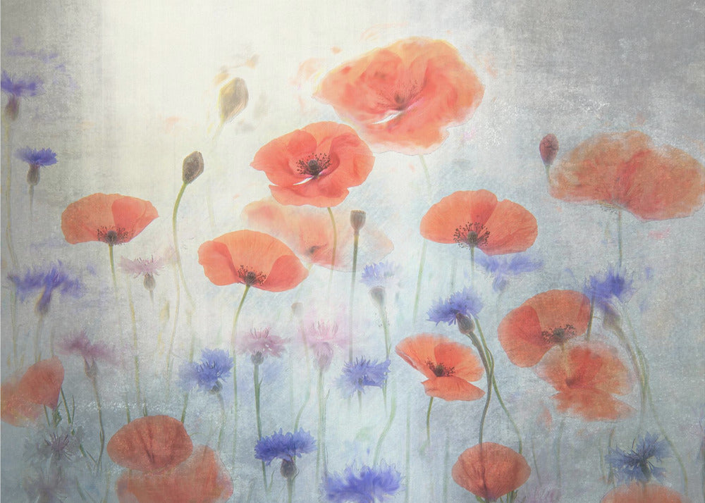 Poppy Wall Art by Catherine Wang-canvas-DECOROLALA