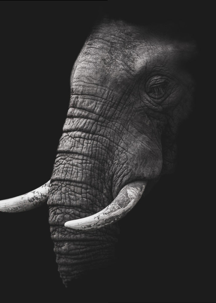 Portrait by WildPhotoArt-canvas-DECOROLALA