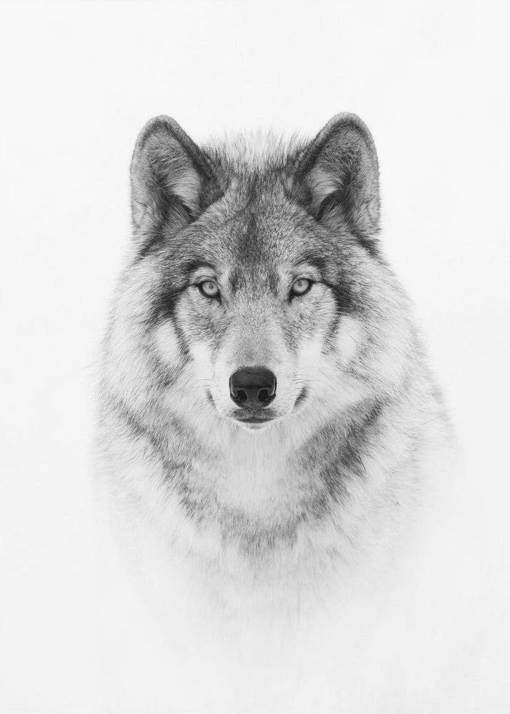Portrait of a Timber Wolf-canvas-DECOROLALA