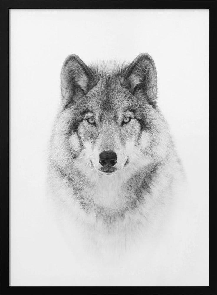 Portrait of a Timber Wolf-canvas-DECOROLALA