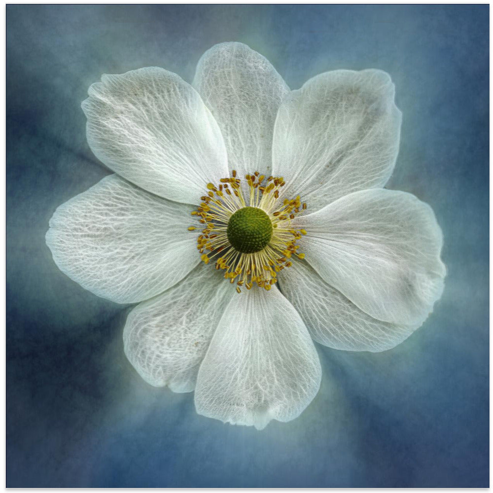 Princes Anne-Mone-canvas-DECOROLALA