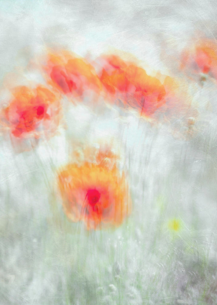 Red Corn Flowers Wall Art by Majid Behzad-canvas-DECOROLALA