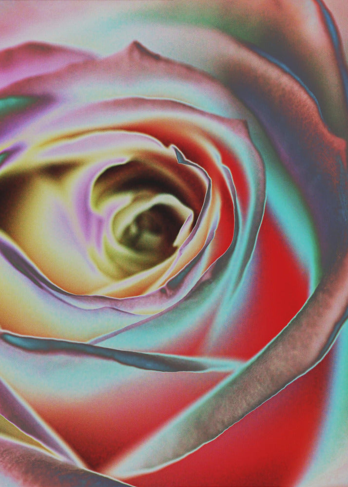 Rose-canvas-DECOROLALA