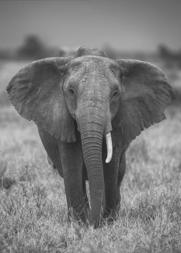 SINGULARITY-canvas-DECOROLALA