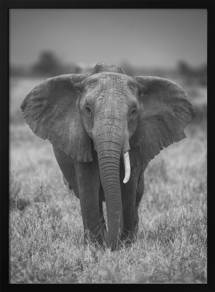 SINGULARITY-canvas-DECOROLALA