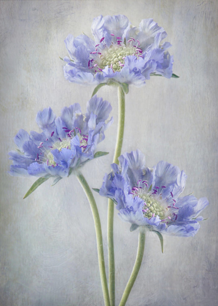 Scabiosa Wall Art by Mandy Disher-canvas-DECOROLALA