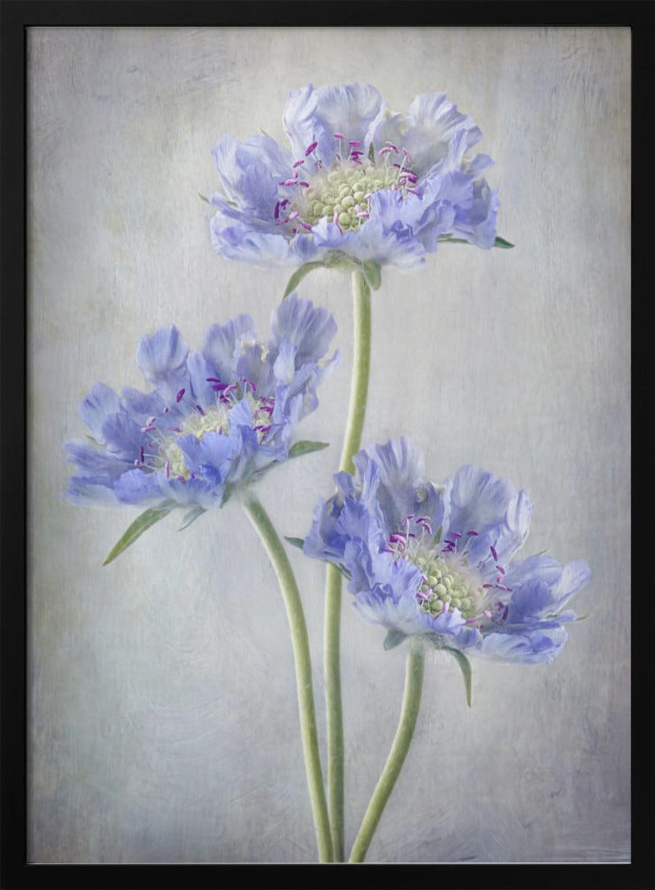 Scabiosa Wall Art by Mandy Disher-canvas-DECOROLALA