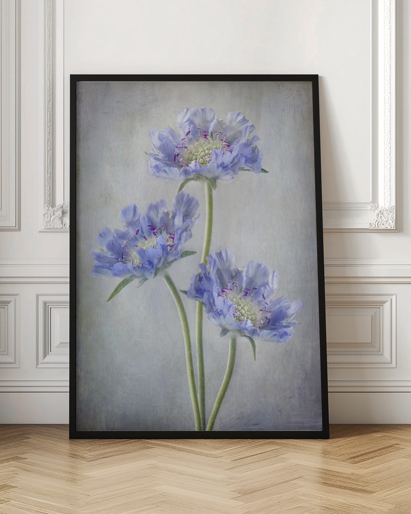 Scabiosa Wall Art by Mandy Disher-canvas-DECOROLALA