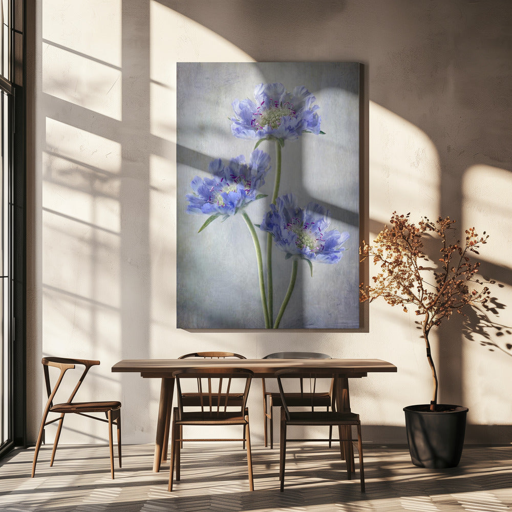 Scabiosa Wall Art by Mandy Disher-canvas-DECOROLALA