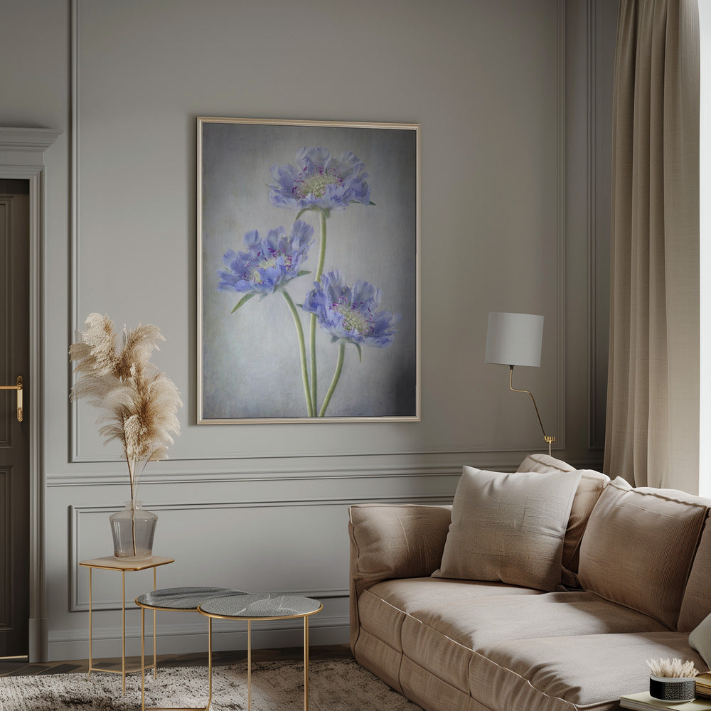 Scabiosa Wall Art by Mandy Disher-canvas-DECOROLALA