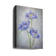 Scabiosa Wall Art by Mandy Disher-canvas-DECOROLALA