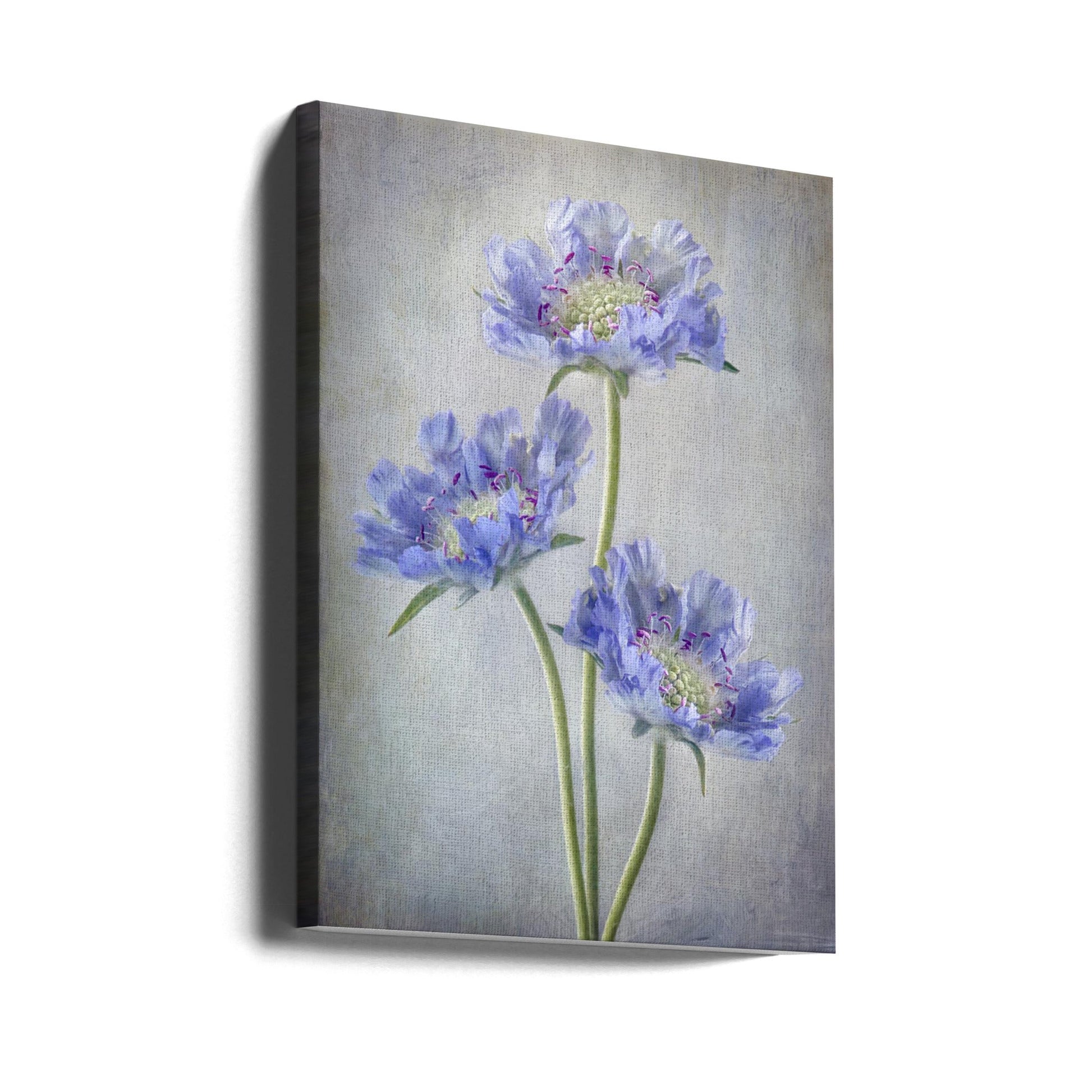 Scabiosa Wall Art by Mandy Disher-canvas-DECOROLALA