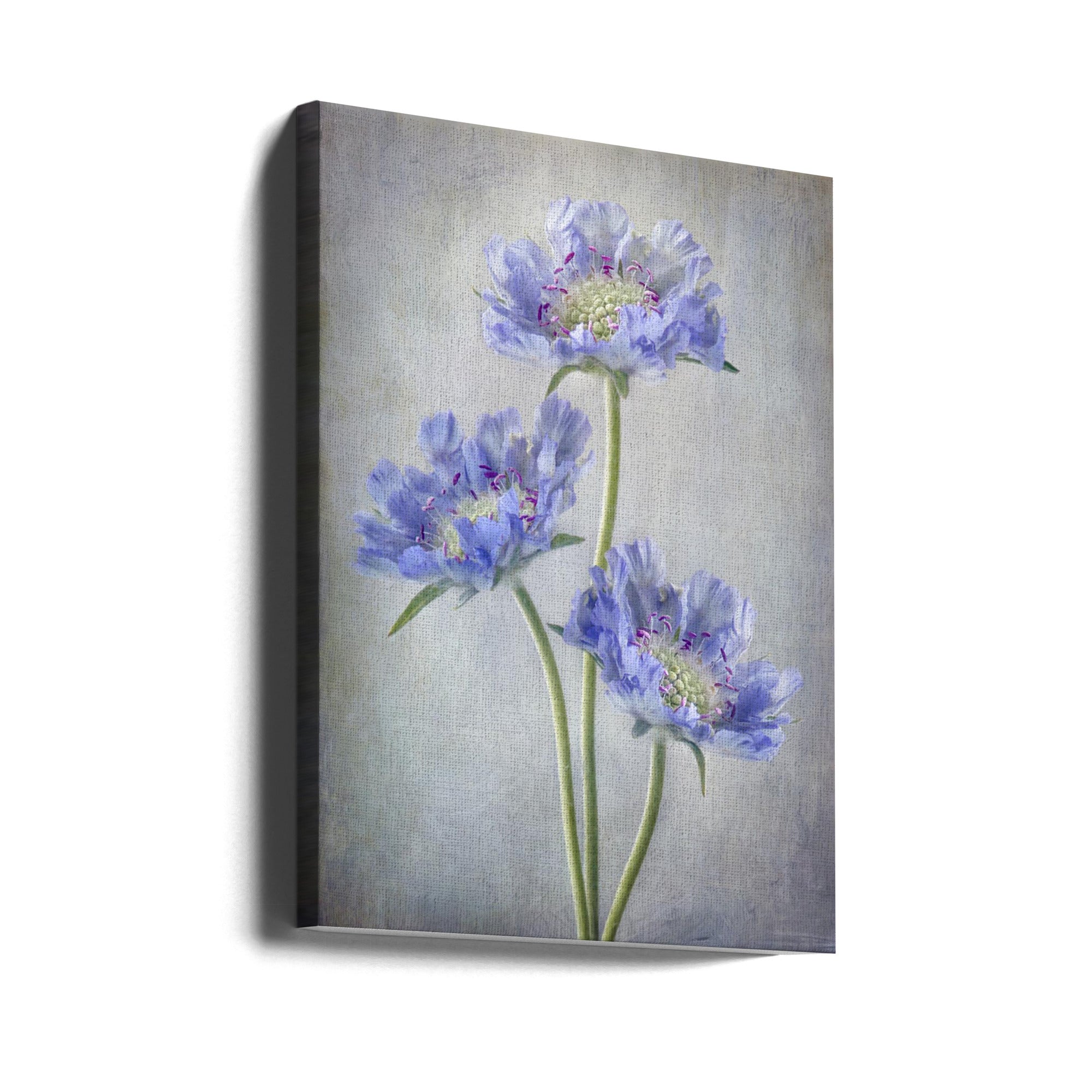 Scabiosa Wall Art by Mandy Disher-canvas-DECOROLALA