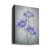 Scabiosa-canvas-DECOROLALA