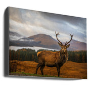 Scottish Stag-Canvas Print-DECOROLALA