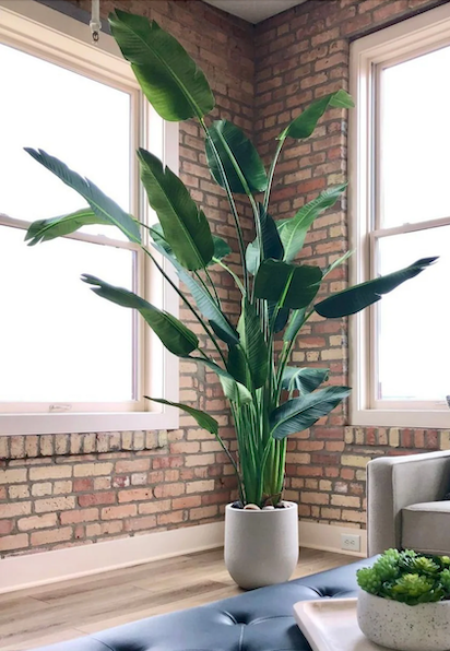 DECOROLALA