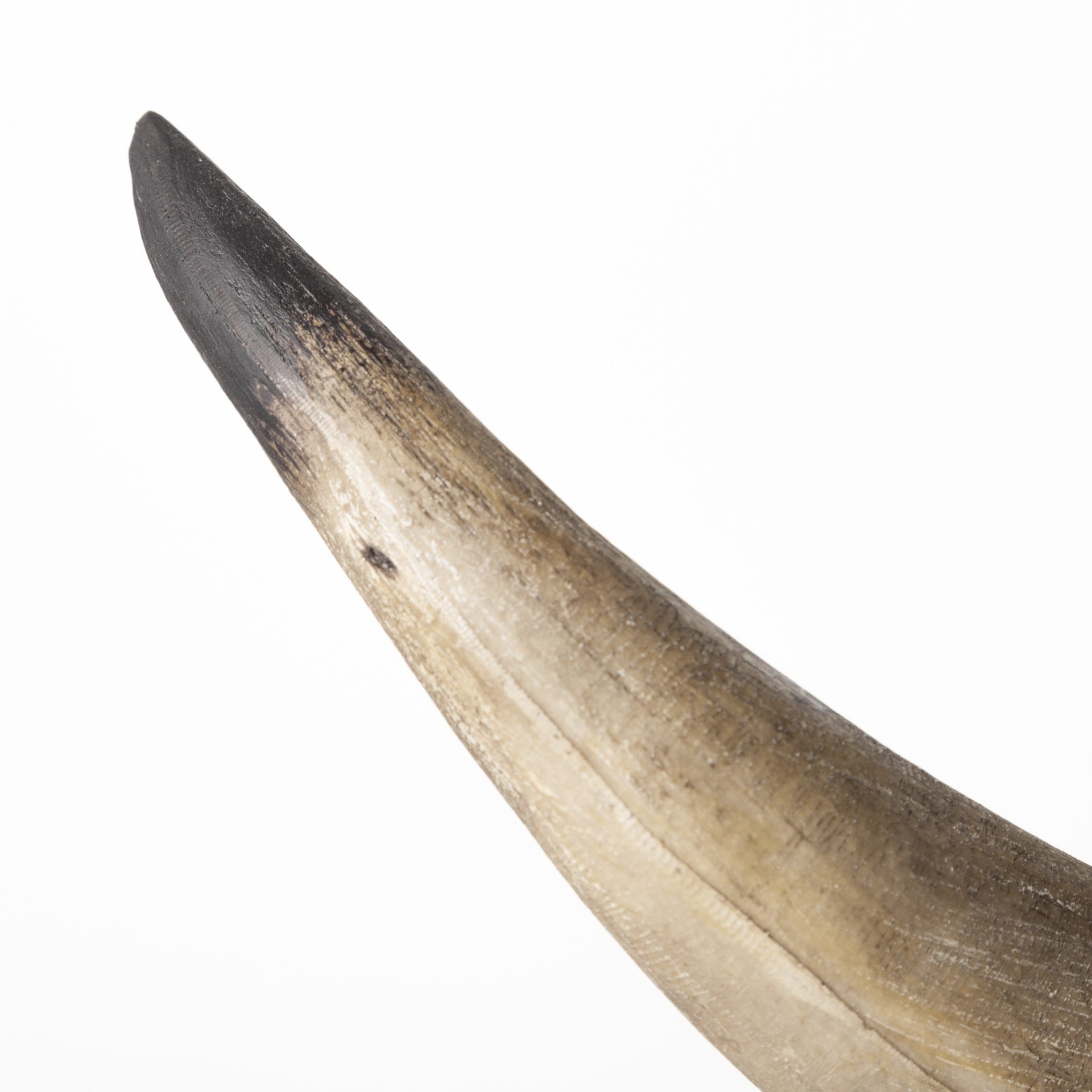 Set of Two 6" Brown and Black Ceramic Horn Decorative Bookends-Sculptures-DECOROLALA