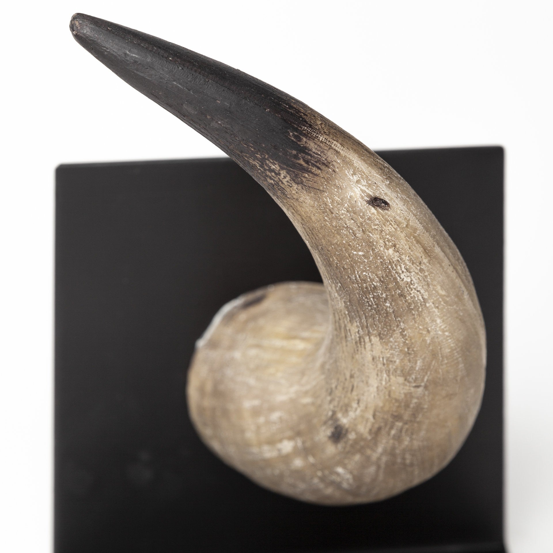 Set of Two 6" Brown and Black Ceramic Horn Decorative Bookends-Sculptures-DECOROLALA