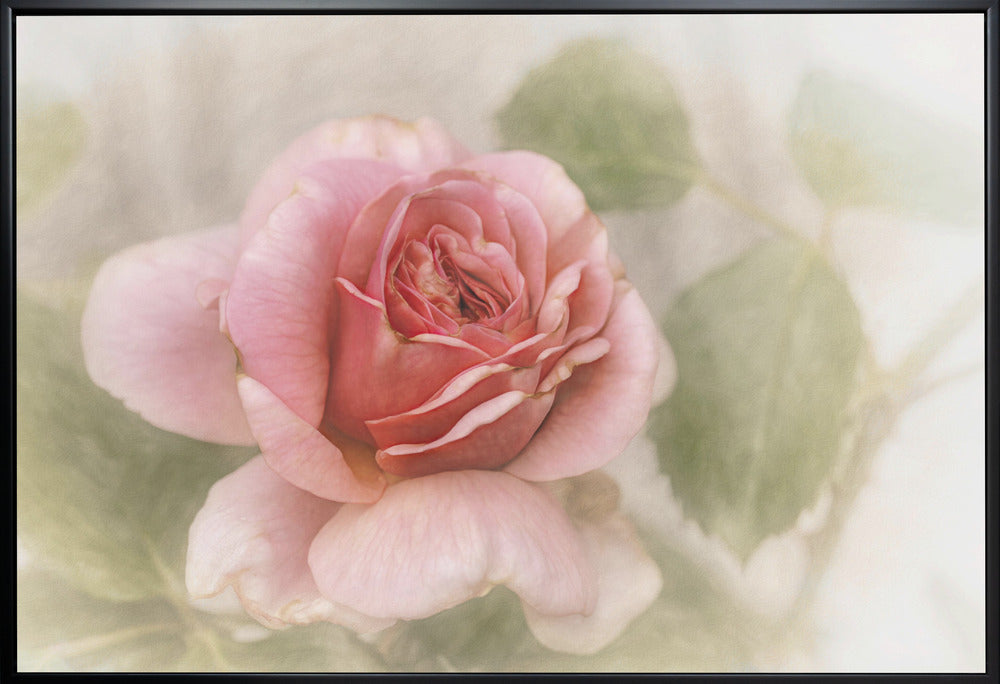 Smooth Rose Wall Art by Gilbert Claes-Canvas Print-DECOROLALA