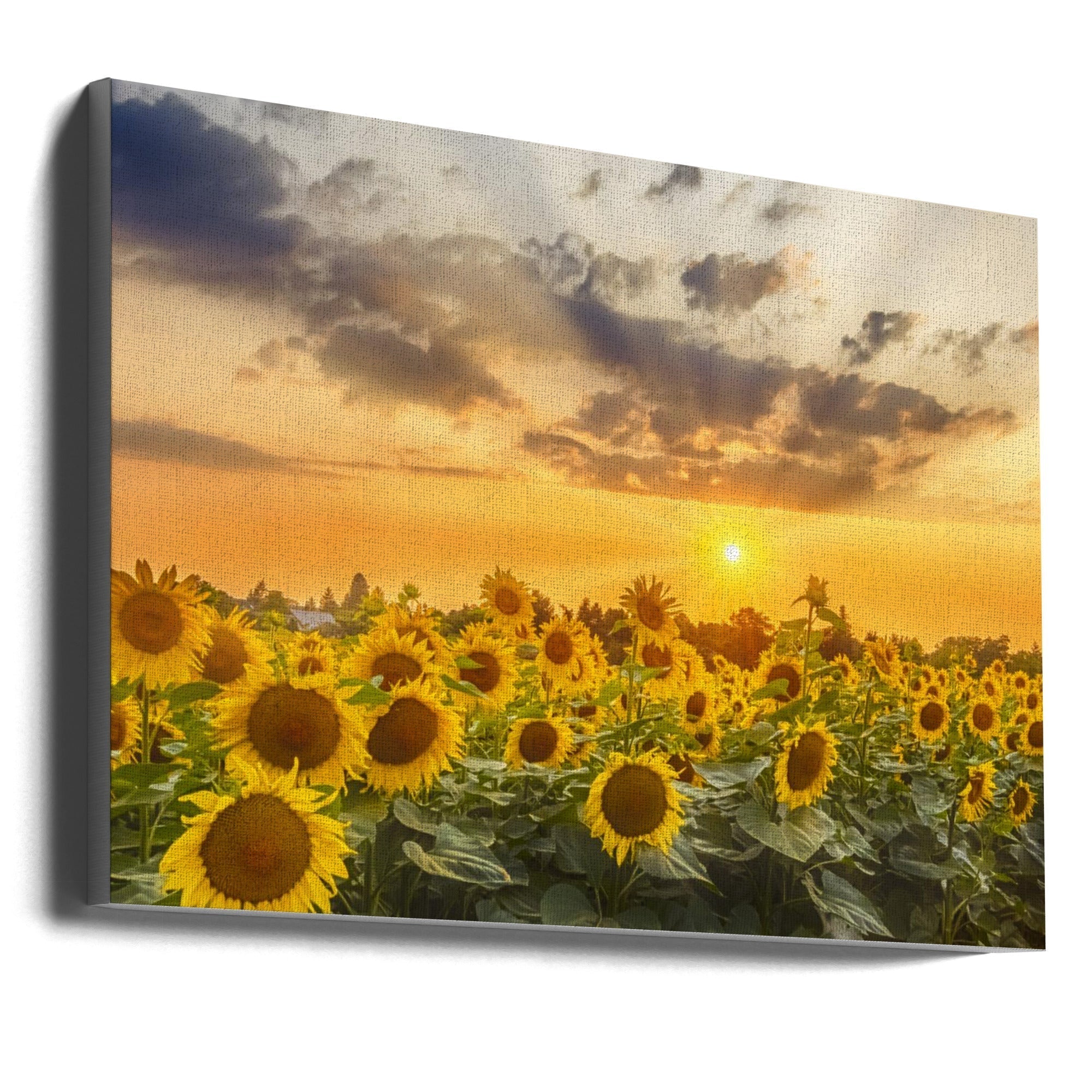 Sunflower Field Sunset Panoramic Wall Art-canvas-DECOROLALA