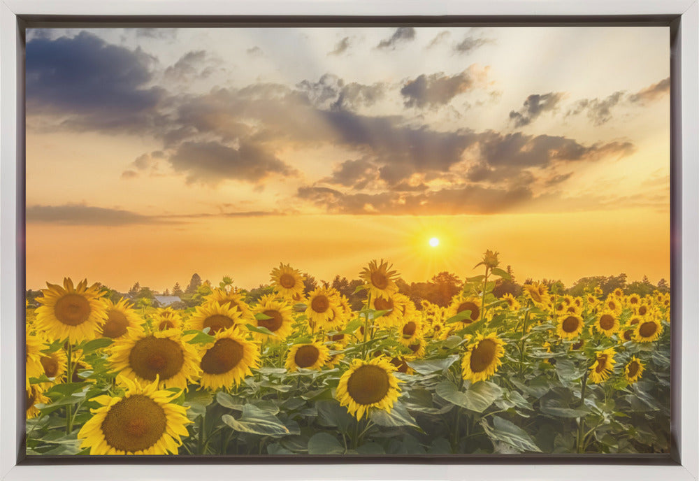 Sunflower field at sunset | Panoramic View-canvas-DECOROLALA