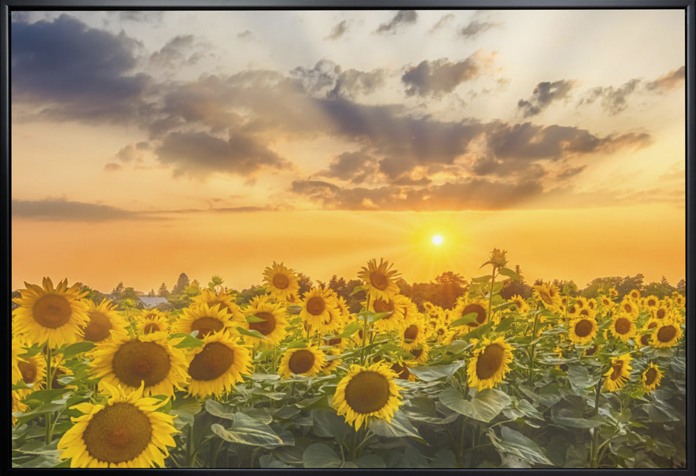 Sunflower field at sunset | Panoramic View-canvas-DECOROLALA