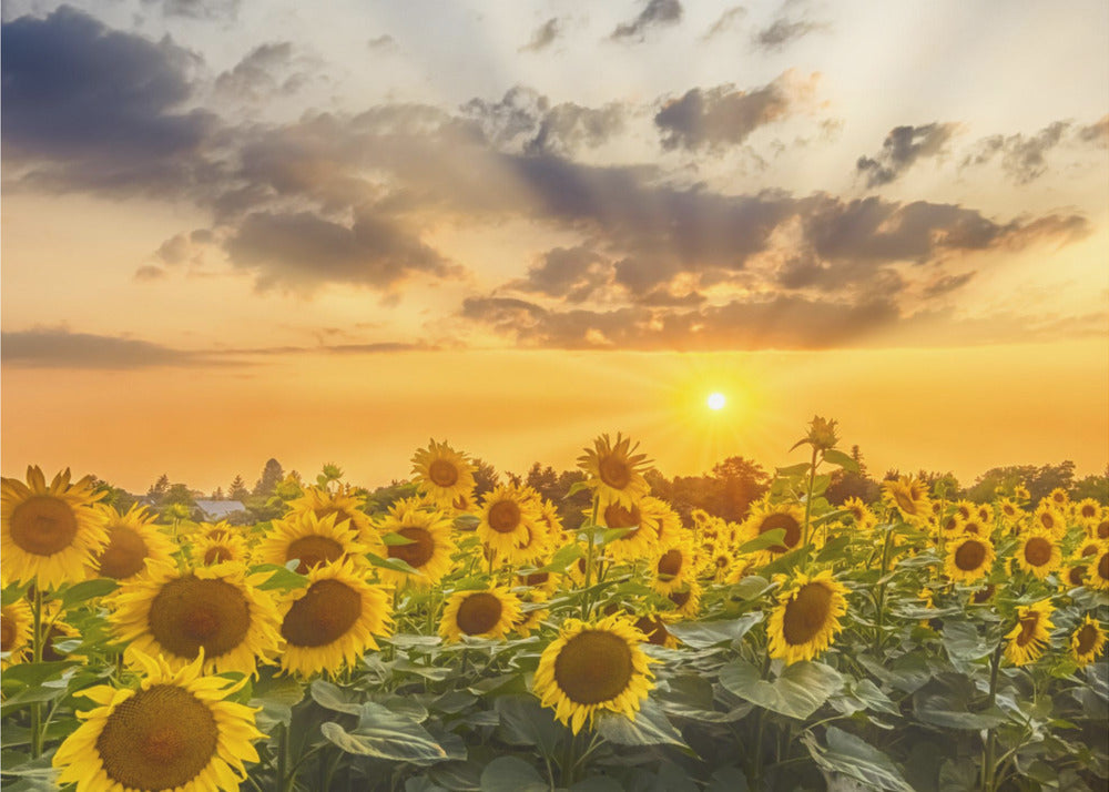Sunflower field at sunset | Panoramic View-canvas-DECOROLALA