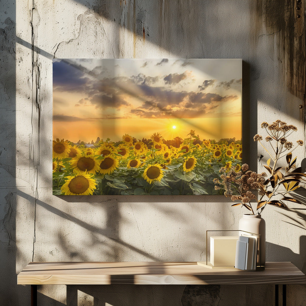 Sunflower field at sunset | Panoramic View-canvas-DECOROLALA