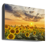 Sunflower field at sunset | Panoramic View-canvas-DECOROLALA