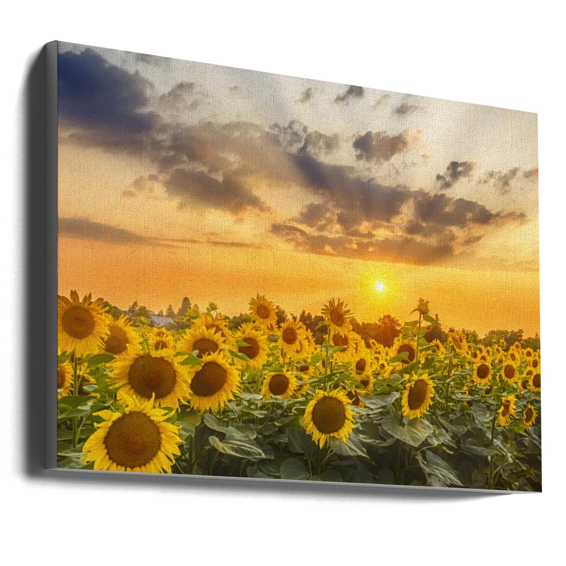 Sunflower field at sunset | Panoramic View-canvas-DECOROLALA