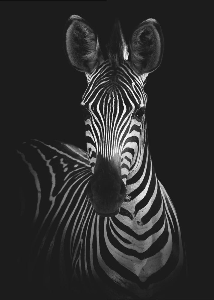 The Zebra Wall Art by WildPhotoArt-canvas-DECOROLALA