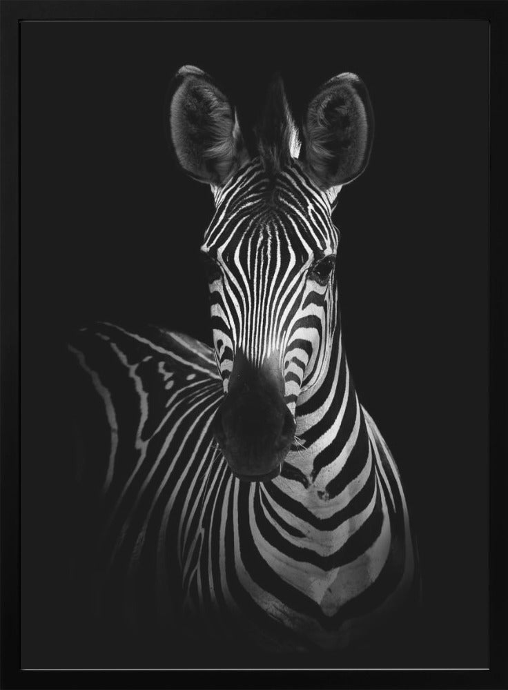 The Zebra Wall Art by WildPhotoArt-canvas-DECOROLALA