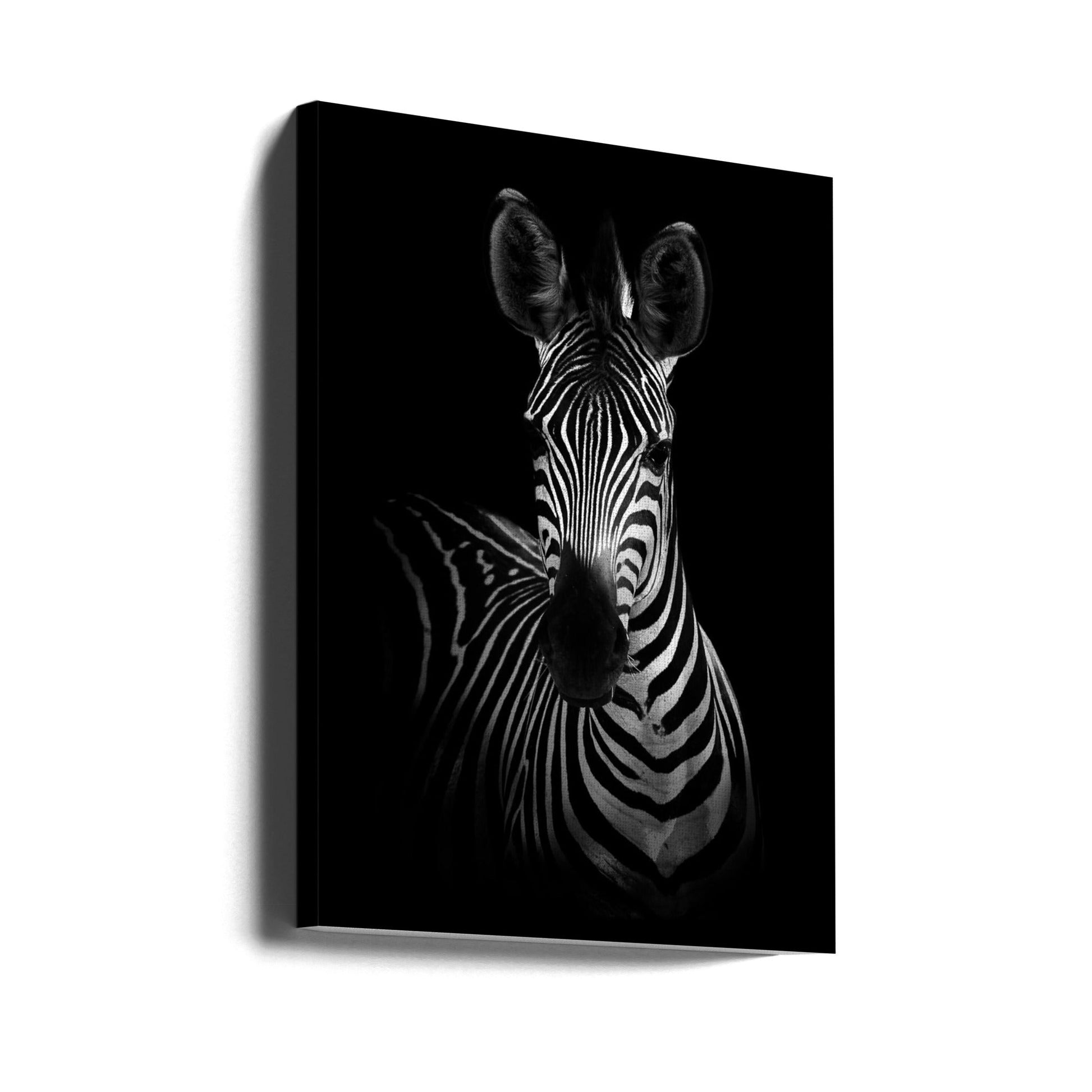 The Zebra Wall Art by WildPhotoArt-canvas-DECOROLALA