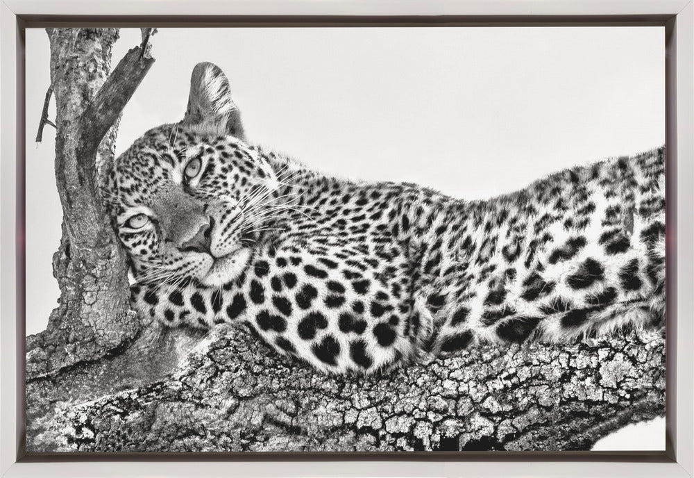 Time to Rest Leopard Wall Art by Xavier Ortega-Canvas Print-DECOROLALA